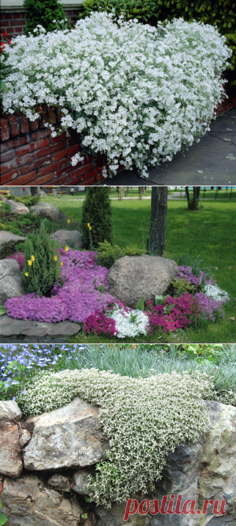 Ясколка: роскошный цветок для рокария