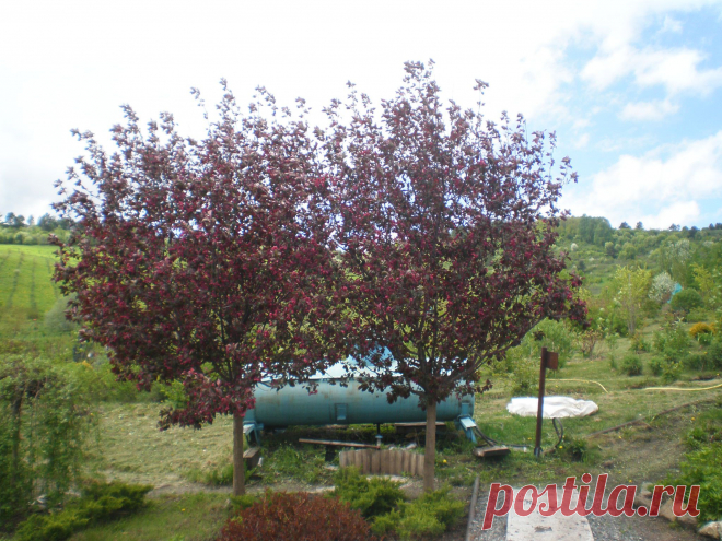 декоративная яблоня сорт роялти.