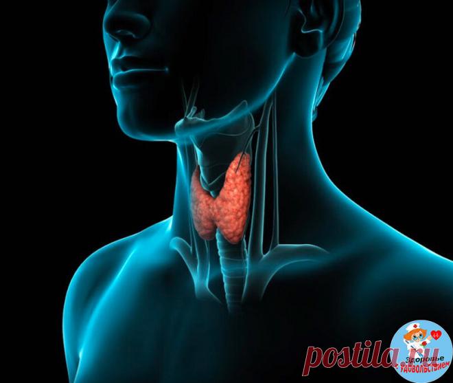5 продуктов, которые несут большой вред щитовидной железе | Здоровье с удовольствием | Яндекс Дзен