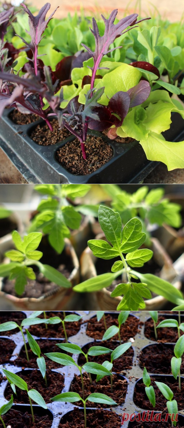 Как вырастить здоровую рассаду?