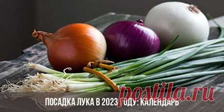 Посадка лука в 2023 году по лунному календарю - Своими руками на даче - как посеять, сажать, ухаживать за растениями и цветами
