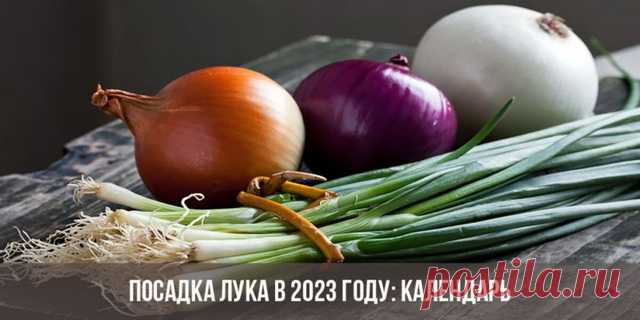 Посадка лука в 2023 году по лунному календарю - Своими руками на даче - как посеять, сажать, ухаживать за растениями и цветами
