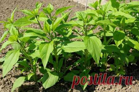 5 растений для отличного компоста