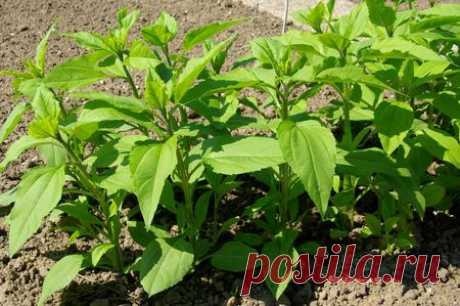 5 растений для отличного компоста