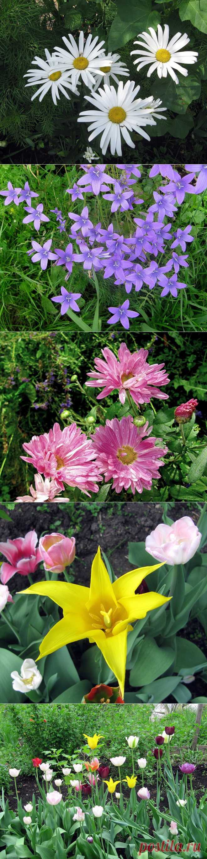 Flowers.