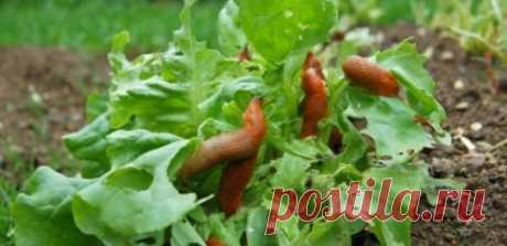 Дедовский способ борьбы со слизнями. Вредители. Слизни улитки. - Мой сад