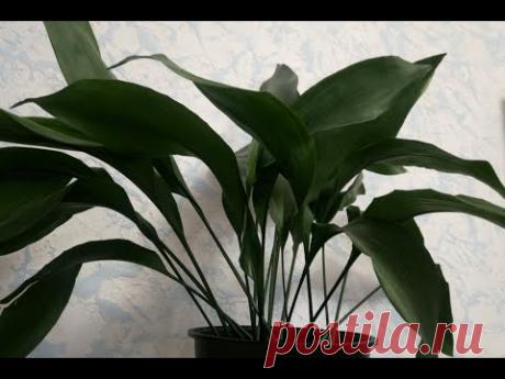 Как правильно пересаживать, рассаживать аспидистру? (Aspidistra elatior)