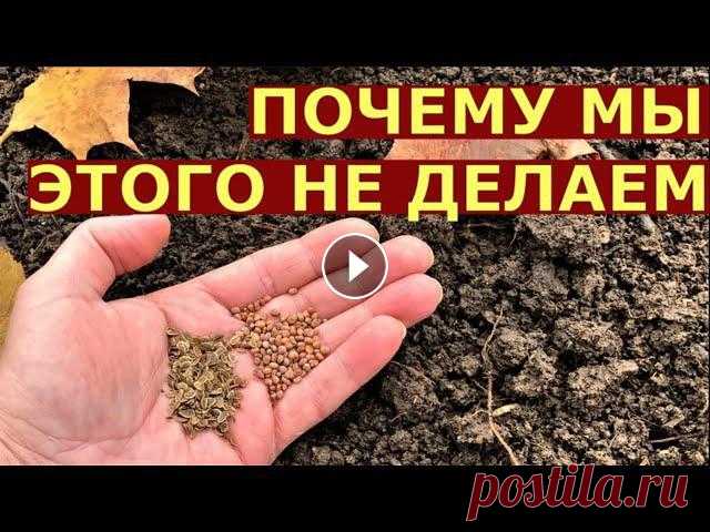 Что МОЖНО посеять, посадить осенью? Что можно посадить или посеять в огороде под зиму? Помощь каналу, карта Сбербанка - 4276 3800 7513 3459 На канале: Наталья Сморчкова и другие авторы и...