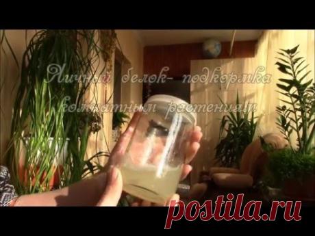 Яичный белок подкормка для комнатных цветов