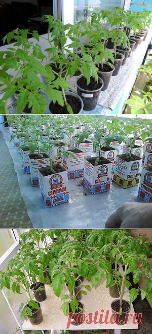 Вкусный Огород: Выращивание рассады помидоров