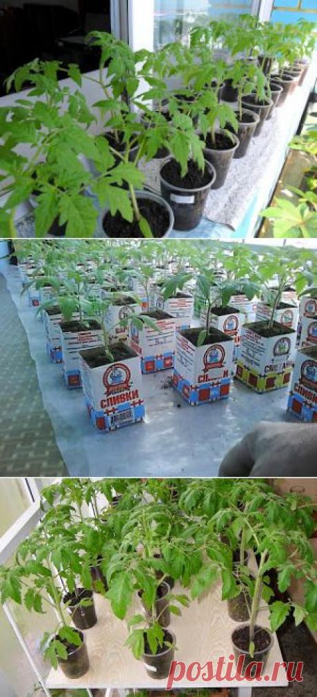 Вкусный Огород: Выращивание рассады помидоров