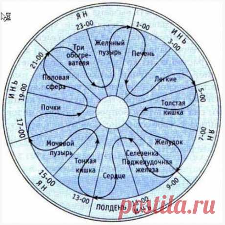 Суточная активность внутренних органов человека. Ритмичность - это основное свойство живого организма, его неотъемлемое качество. Основной ритм в этой системе - суточный. С точки зрения китайской медицины энергия циркулирует по системе меридианов в ...