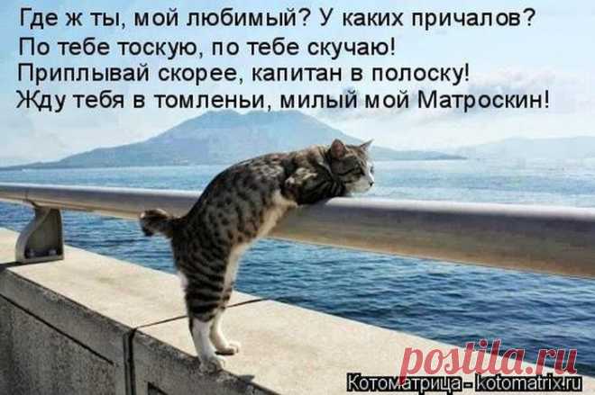 Лучшие котоматрицы недели / Питомцы