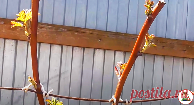 Однажды сосед поделился со мной методами по уходу за малиной. Применяю их каждый год и получаю ОТЛИЧНЫЙ урожай | 6 соток