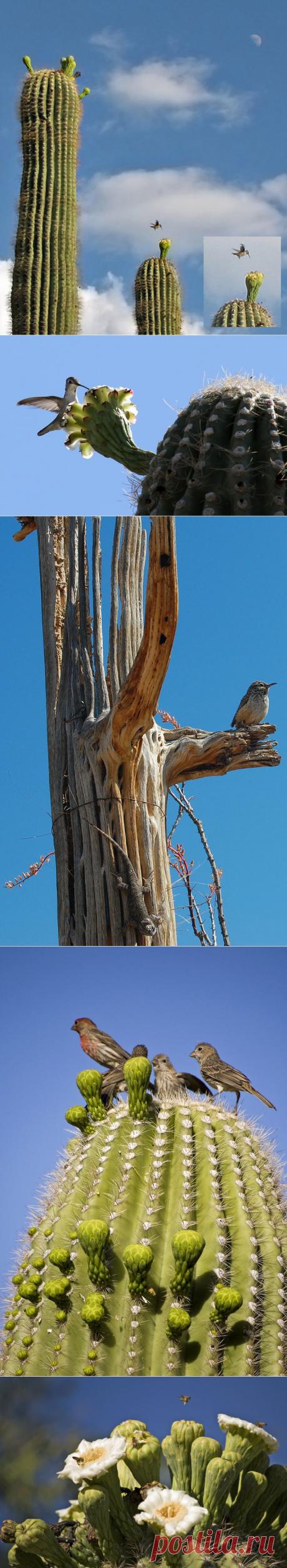 Кактус сагуаро: жизнь в пустыне - Наука и жизнь