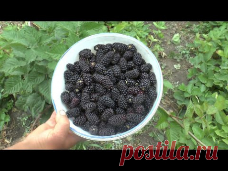 Откровенно о ежевике "КАРАКА БЛЭК"