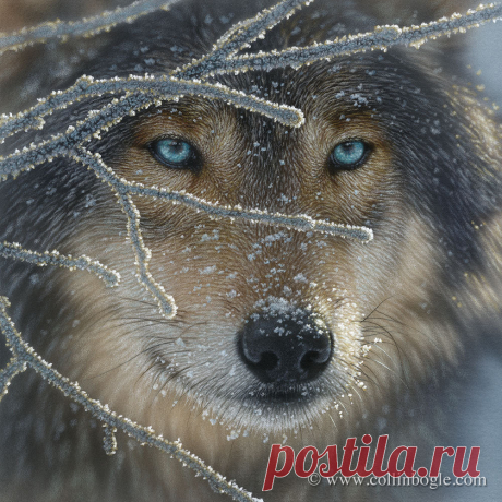 Огонь во льду - Картина с волком, подписанная вручную гравюра с изображением волка Коллина Богла – Коллин Богл Природа Арт