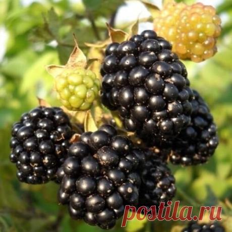 Некоторые особенности выращивания ежевики

Ежевика относится к розоцветным. С середины 19 века создано большое количество сортов этого растения. Растение представляет собой кустарник, который имеет стелющиеся побеги, которые покрыты налетом и имеют колючие твердые шипы. Растение ценится за его вкусные плоды. В последнее время созданы не колючие сорта ежевики, которые полюбились многим садоводам.

Как размножить ежевику

Многие сорта ежевики размножаются вегетативно. Это от...