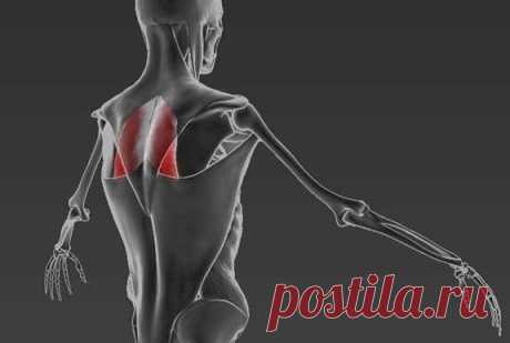 ГЛАВНАЯ МЫШЦА АНТИСУТУЛОСТИ: РОМБОВИДНАЯ МЫШЦА. 

АНАТОМИЯ 
Ромбовидная мышца располагается под трапецией и соединяет лопатку с позвонками верхней части спины. Совместно со средними волокнами трапециевидной мышцы, ромбовидная мышца соединяет лопатки. Она также поднимает лопатку наряду с мышцей, поднимающей лопатку. Следовательно, ромбовидная мышца удерживает лопатки, сводит лопатки сзади. 
Показать полностью…