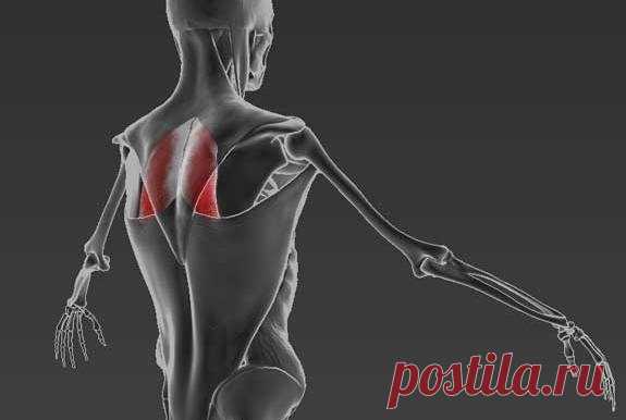 ГЛАВНАЯ МЫШЦА АНТИСУТУЛОСТИ: РОМБОВИДНАЯ МЫШЦА. 

АНАТОМИЯ 
Ромбовидная мышца располагается под трапецией и соединяет лопатку с позвонками верхней части спины. Совместно со средними волокнами трапециевидной мышцы, ромбовидная мышца соединяет лопатки. Она также поднимает лопатку наряду с мышцей, поднимающей лопатку. Следовательно, ромбовидная мышца удерживает лопатки, сводит лопатки сзади. 
Показать полностью…