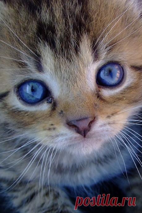 love the baby blue eyes!  |  Pinterest • Всемирный каталог идей