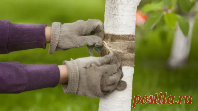 Делаю ловчий пояс из 3 копеечных материалов. Садоводы забыли о вредителях на яблонях до самой осени | Азбука огородника | Дзен