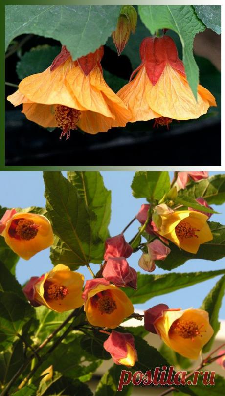 Абутилон — неприхотливое комнатное растение | РОЗЫ