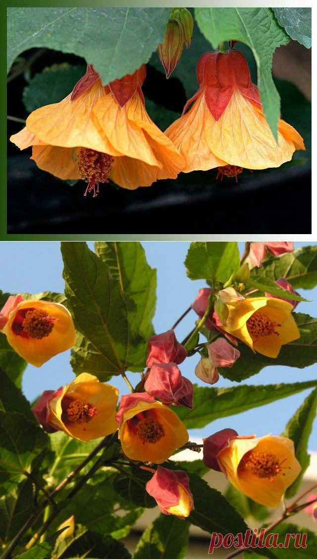 Абутилон — неприхотливое комнатное растение | РОЗЫ