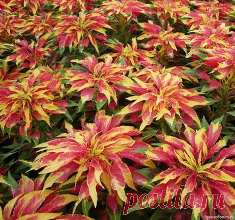 Дачникам: Амарант трёхцветный