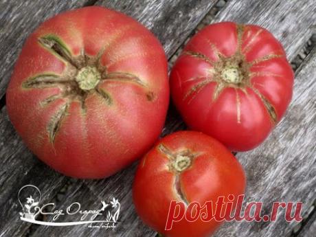 5 ВОПРОСОВ ПОЧЕМУ? • ПОЧЕМУ ТРЕСКАЮТСЯ ТОМАТЫ? Чаще всего причиной являются…