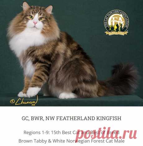 cfa cats - Поиск в Google
