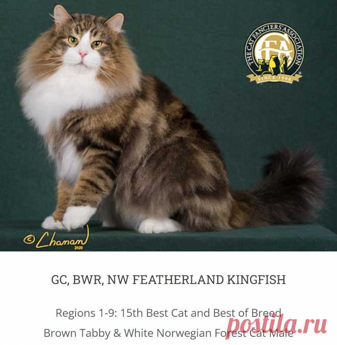 cfa cats - Поиск в Google