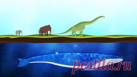 Whales didn't start off being so big