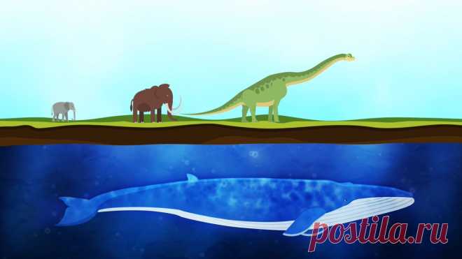 Whales didn't start off being so big