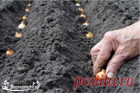 Основные правила посадки лука.

1. Никогда не сажайте лук на одном и том же месте минимум три года. Ежегодно меняйте грядку для посадки.