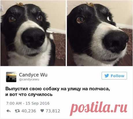 Как можно не любить собак? / Занимательная реклама
