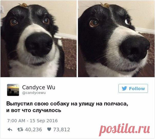 Как можно не любить собак? / Занимательная реклама