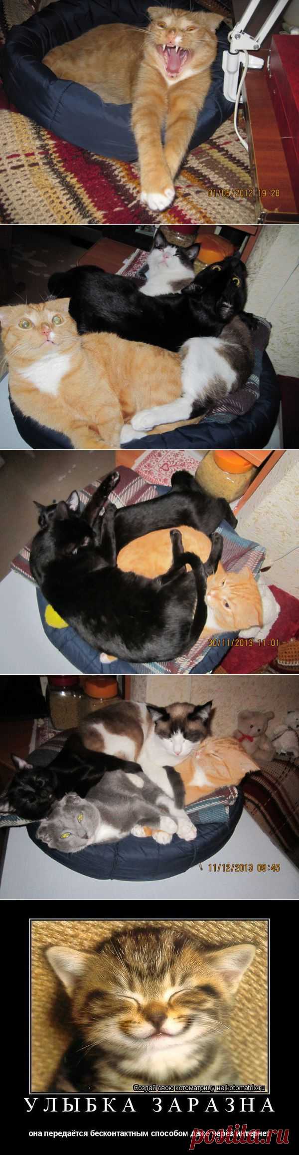 Куча-мала ....:))) (мои кошко-залежи).