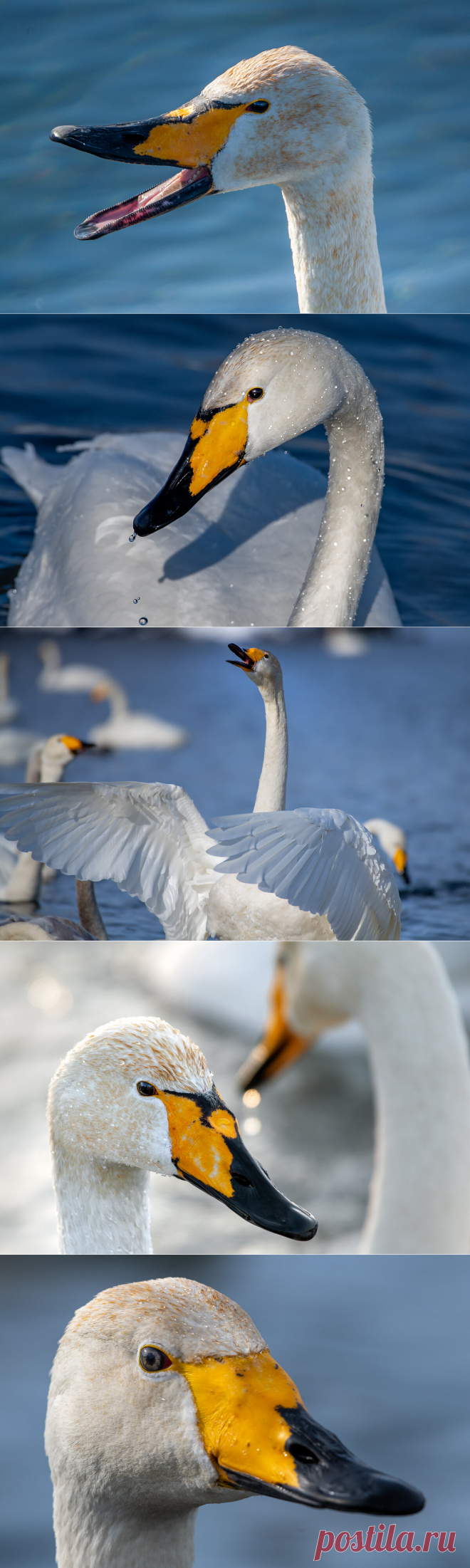 "Знали ли вы?" У лебедей рисунок на клюве разный, как отпечатки пальцев у людей | Фотопутешествия | Яндекс Дзен