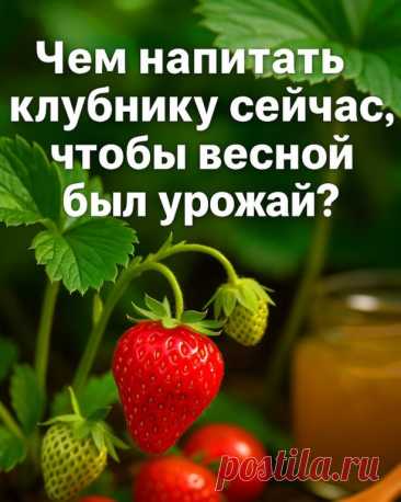 Августовская забота о клубнике — чем её подкормить?


Простые советы для щедрого урожая в следующем сезоне.

Август — время, когда клубника уже отдала все свои сладкие ягоды, но это не значит, что про неё можно забыть. 

Именно сейчас она закладывает почки будущего урожая, а значит — нуждается в питательной поддержке.