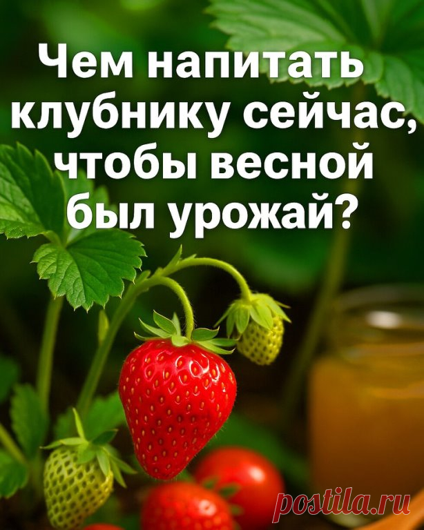 Августовская забота о клубнике — чем её подкормить?


Простые советы для щедрого урожая в следующем сезоне.

Август — время, когда клубника уже отдала все свои сладкие ягоды, но это не значит, что про неё можно забыть. 

Именно сейчас она закладывает почки будущего урожая, а значит — нуждается в питательной поддержке.