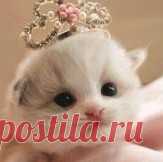 Натэлла koslowi