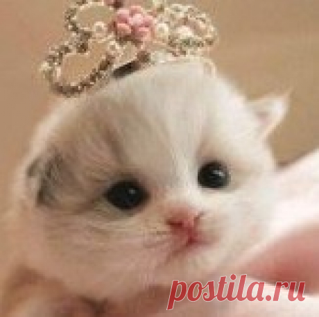 Натэлла koslowi