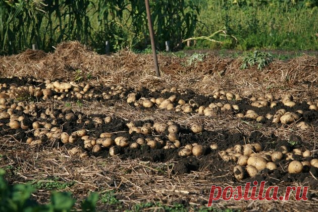 Реально ли вырастить тонну картофеля с сотки?
Спустя пару десятков лет мы будем праздновать круглую дату в картофелеводстве –...
Читай пост далее на сайте. Жми ⏫ссылку выше