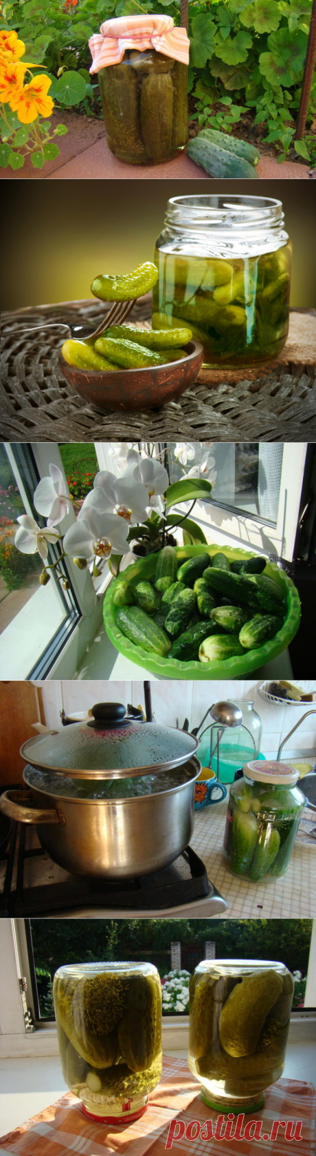 Как приготовить «огурчики по-болгарски»? | Еда и кулинария