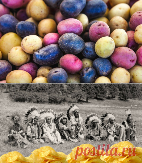 🍒Земляные орехи, земляные яблоки, трюфели: "исторические псевдонимы" картофеля и "национальные приёмы" его приготовления | Территория - дача | Яндекс Дзен