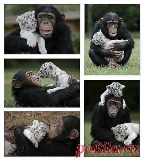 1,000,000 Pictures – Google+ - Love &amp; Kindness Knows No Bounds :) Follow -&gt; +Interesting…
