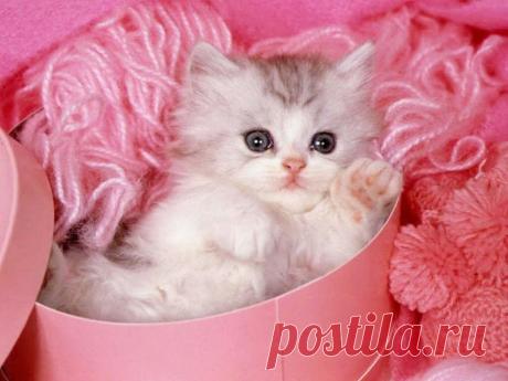 wallpapers_cats_628.jpg (1024×768)