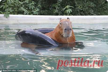 Капибара в качестве домашнего животного! | ZooPicture.ru