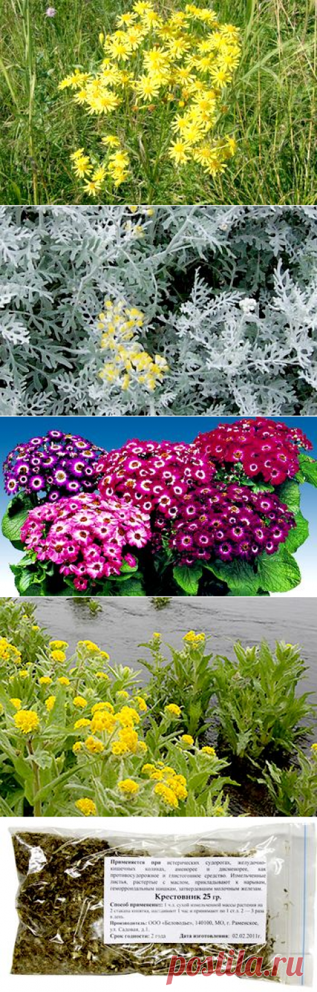 Крестовник обыкновенный в рецептах народной медицины